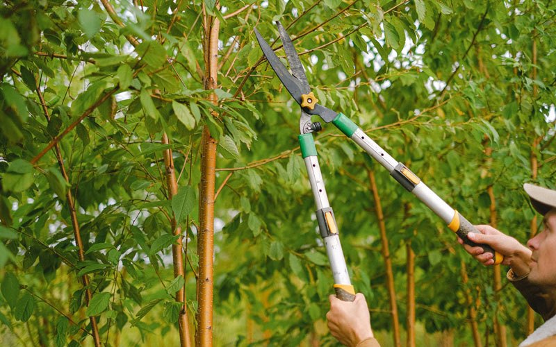 Tree trimming in Muscadine, AL