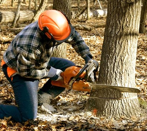 Tree Removal in Muscadine, AL